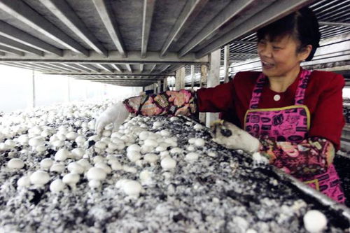 金山綠色之變 苗木種植名不虛傳，生態轉型典范