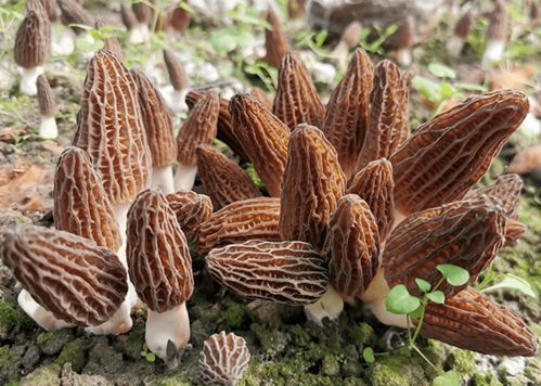羊肚菌實(shí)現(xiàn)工廠化栽培突破，苗木種植技術(shù)前景廣闊