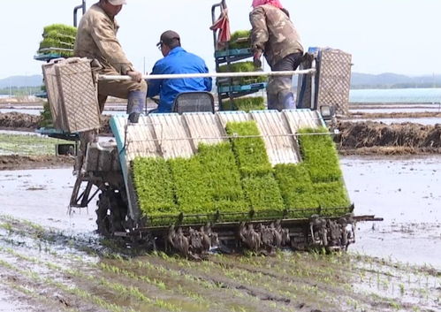 饒河縣搶農(nóng)時(shí)忙插秧，苗木種植開啟農(nóng)業(yè)發(fā)展新篇章