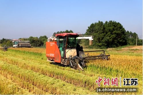 顆粒歸倉(cāng) 南京椏溪街道水稻豐收與苗木種植雙線并進(jìn)