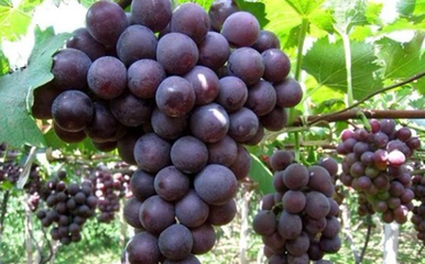 濰坊市坊子區(qū)興逄果蔬種植專業(yè)合作社 優(yōu)質(zhì)葡萄批發(fā)與供應服務