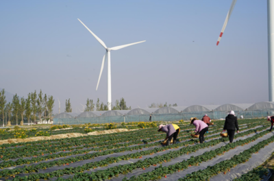 小草莓撬動(dòng)大產(chǎn)業(yè) 德昌草莓產(chǎn)銷兩旺，苗木種植成富民新引擎