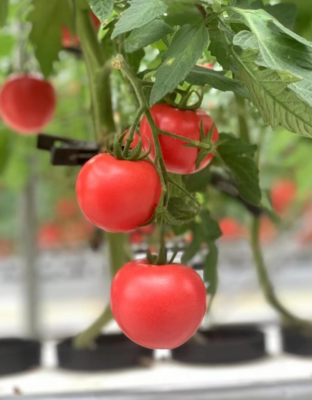 科技興農(nóng)路，十年扎根情——“85后”新農(nóng)人茅賽賽的苗木種植探索