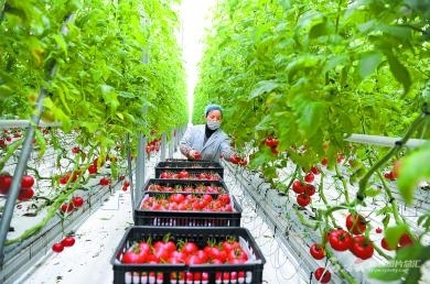 【圖說這一年⑤】現(xiàn)代農(nóng)業(yè)高質(zhì)高效 苗木種植的綠色轉(zhuǎn)型與產(chǎn)業(yè)升級