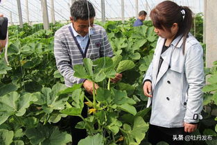 菏澤牡丹區(qū)沙土鎮(zhèn) 特色果蔬與苗木種植雙輪驅(qū)動(dòng)，繪就助農(nóng)增收新畫卷