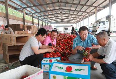 看！大棚果蔬發(fā)展新方向 苗木種植的崛起與未來