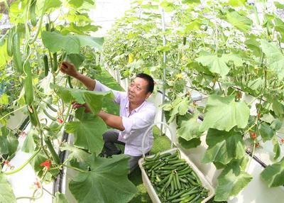 浙江安吉 無土栽培技術(shù)引領(lǐng)果蔬種植新風(fēng)尚，綠色健康產(chǎn)品新鮮上市