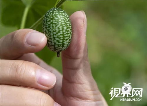 特色果蔬種植助脫貧增收 綠色產業(yè)振興鄉(xiāng)村