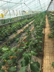 果蔬種植批發(fā)與采購報價指南 從苗木成本到市場行情解析