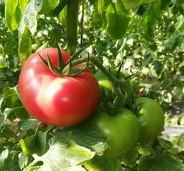 2018年北京農業(yè)好基地探訪 密聯(lián)益果蔬種植專業(yè)合作社的苗木種植之道