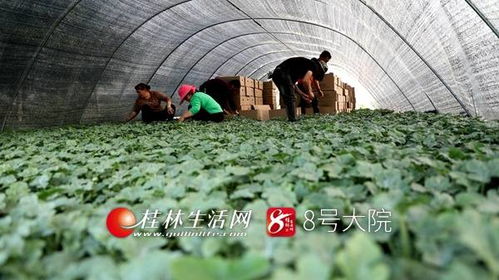 新坪幼苗育希望 苗木產業(yè)促增收——荔浦新坪鎮(zhèn)發(fā)展特色苗木培育助農致富紀實